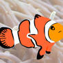 Clown Fish Art