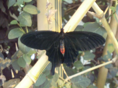 Hell Butterfly by EverDreaming on DeviantArt