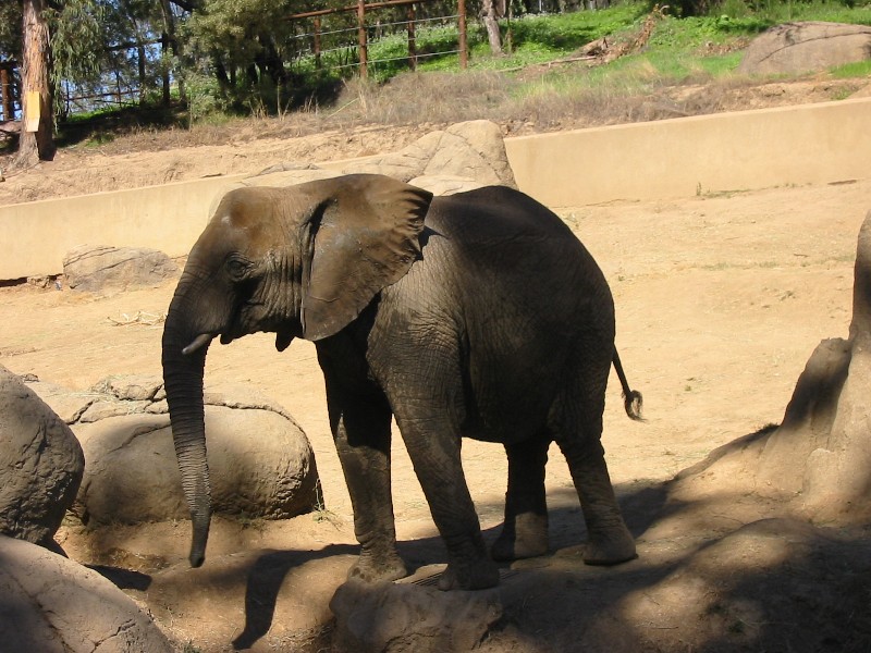 Backlit Elephant