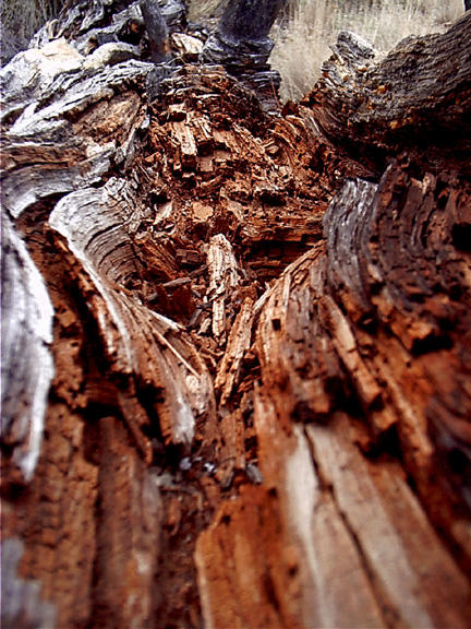 Anatomy of a Log 2 by persianmelon on DeviantArt