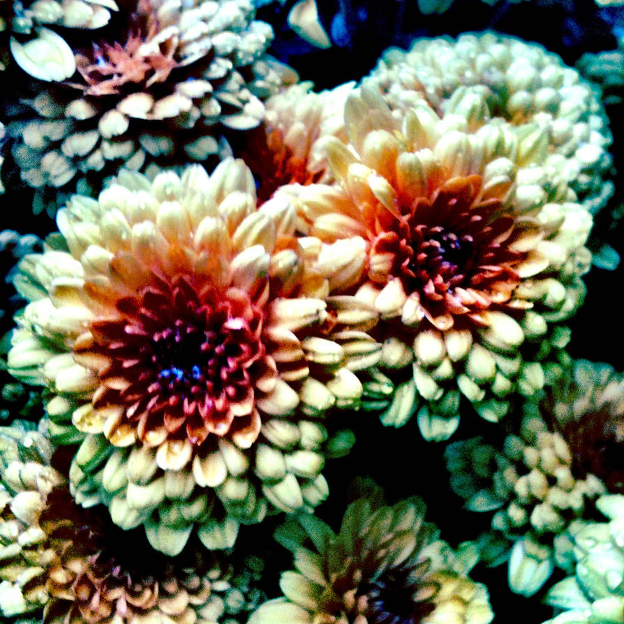 rust flowers by j2n1p3r on DeviantArt