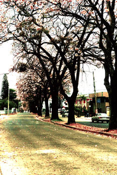 Pink Trees