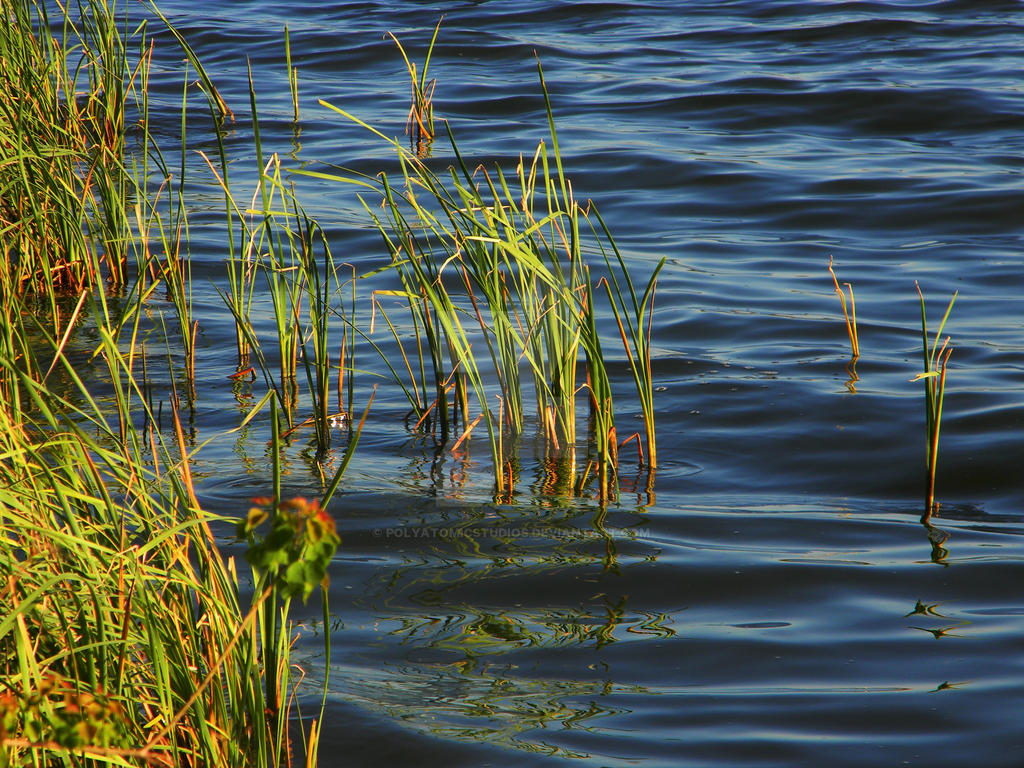 Water Reeds by PolyatomicStudios on DeviantArt