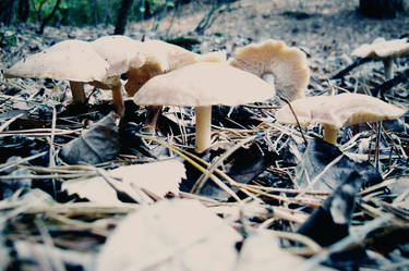 mushrooms