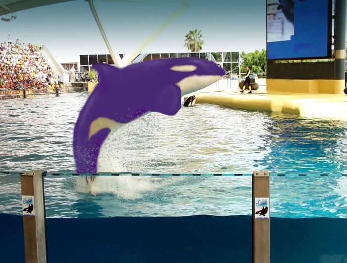 seaworlds purple orca