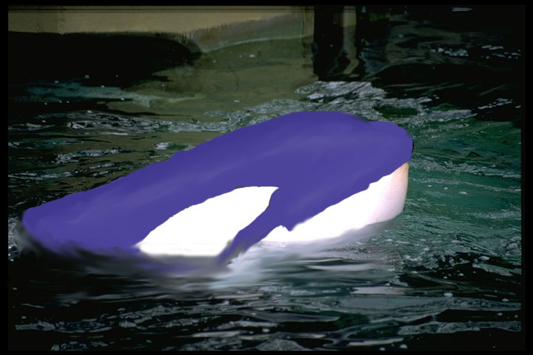 Violet orca