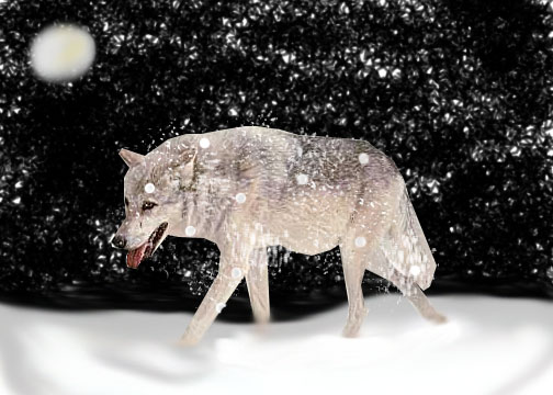 snow wolf