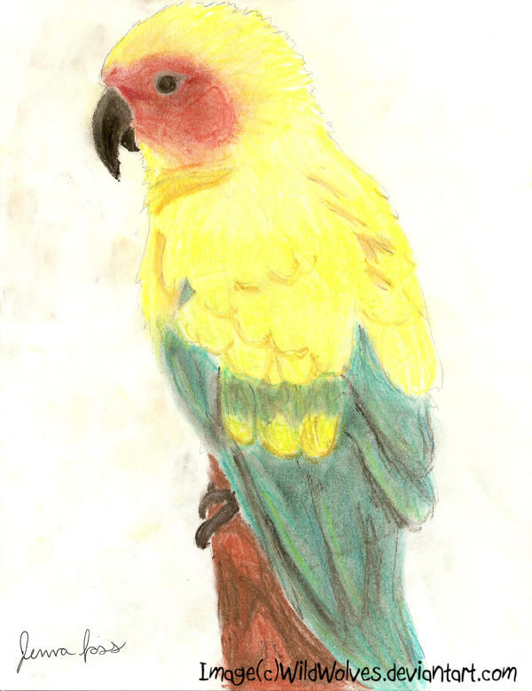 Parrot