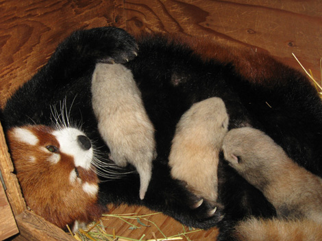 More baby red pandas