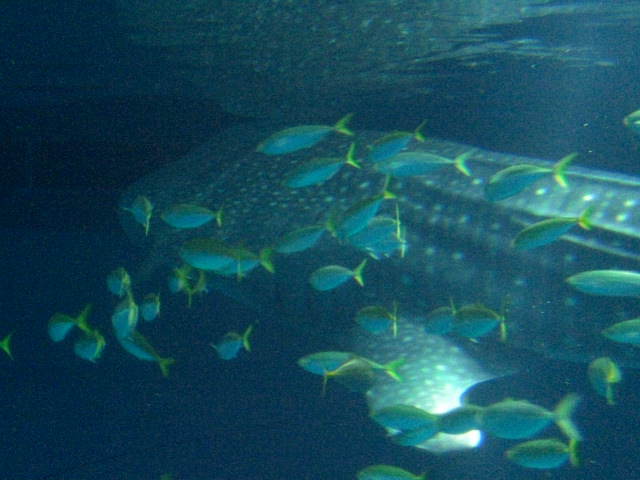 Whale shark