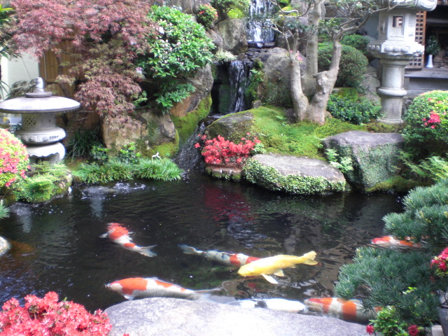 Koi pond