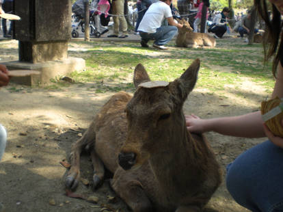 deer cookie