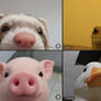 Animals online meeting