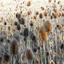 Teasels