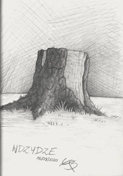 Tree stump study