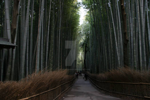 A walk through the bamboo forest