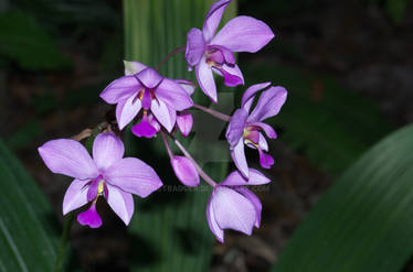 Pretty purple flowers