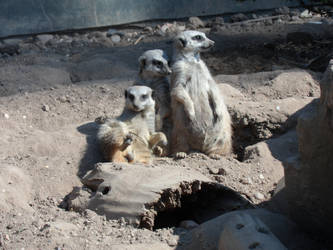 Three Cute Meerkats