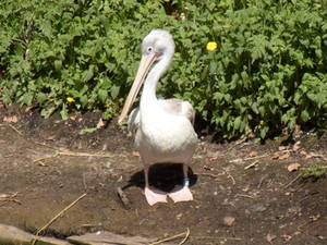 Pink-backed Pelican