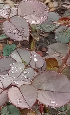 and raindrops ... 142344