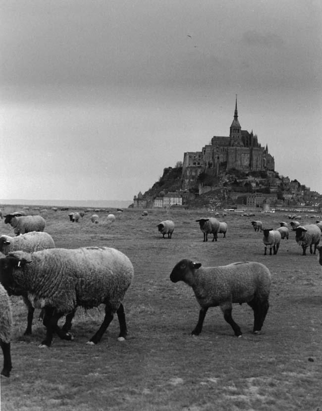 Saint Michel's Herd