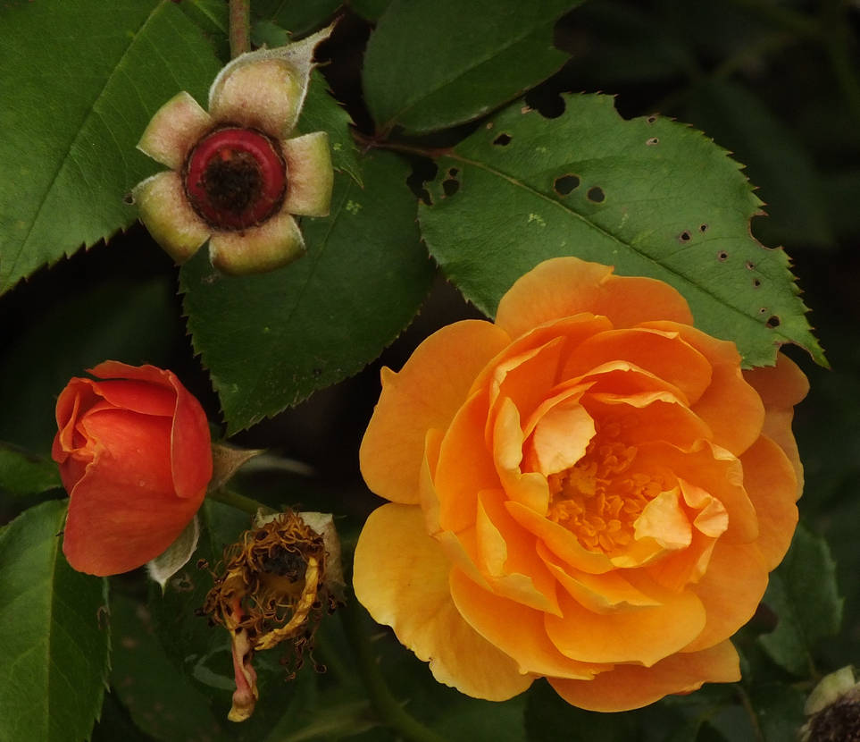 Livecycle Roses life cycle of a rose by rokech on DeviantArt