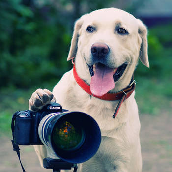 Joy, The Photographer by ShakilovNeel