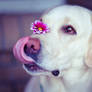 Flower Tongue