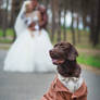 Labrador Marcelle - Groom's Best Man