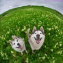 Husky Planet
