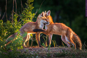 Young Foxes Hugs