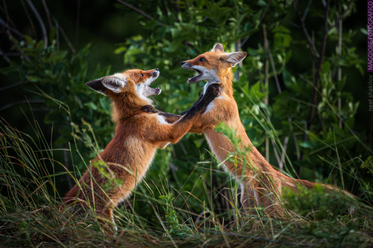 Foxes Playful Fight