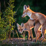 Like they do on the Discovery Channel