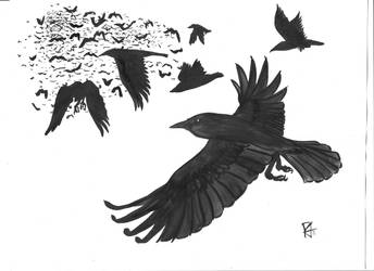 Murder of Crows in Flight