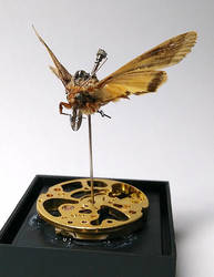 Steampunk Moth front