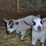 Baby Goats