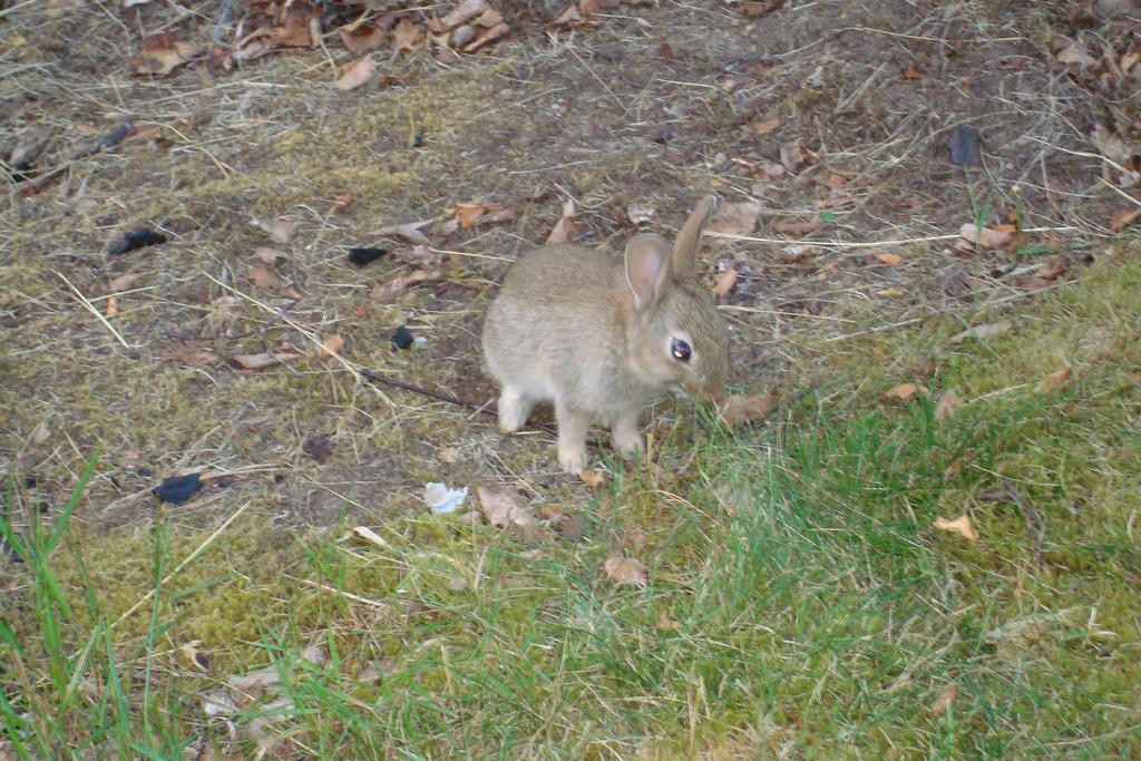 a cute little bunny by Artistic-Raven on DeviantArt