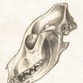 Canine Skull