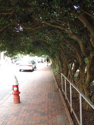 the tree-tunnel