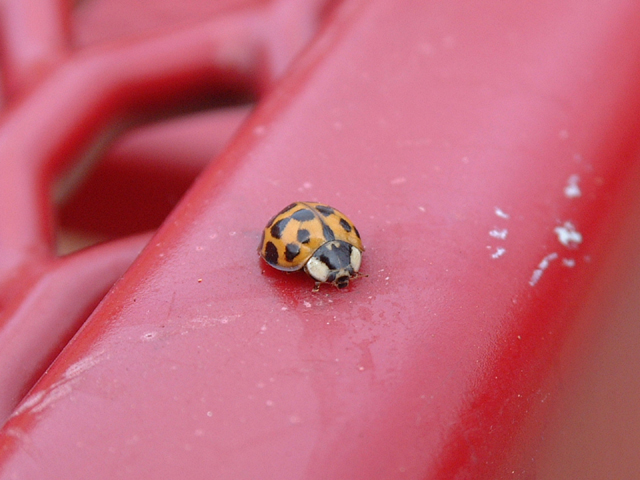 lady bug on a red table