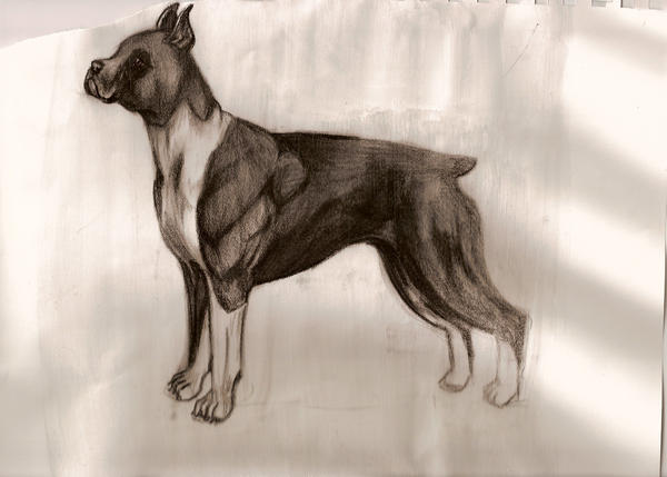 Deviantart Boxer Dog Boxer by remmysbane on DeviantArt