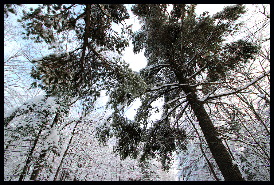 Snow on trees