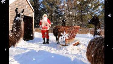 Llamas, Santa and snow