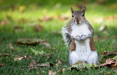 Squirrel in St. James Park in