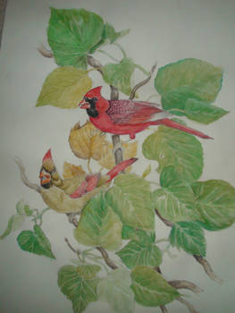 Cardinals (Coloured)