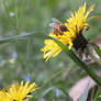 Bee in the flower