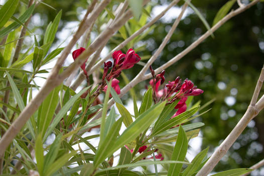 Pairi Daiza in bloom