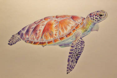 Sea Turtle