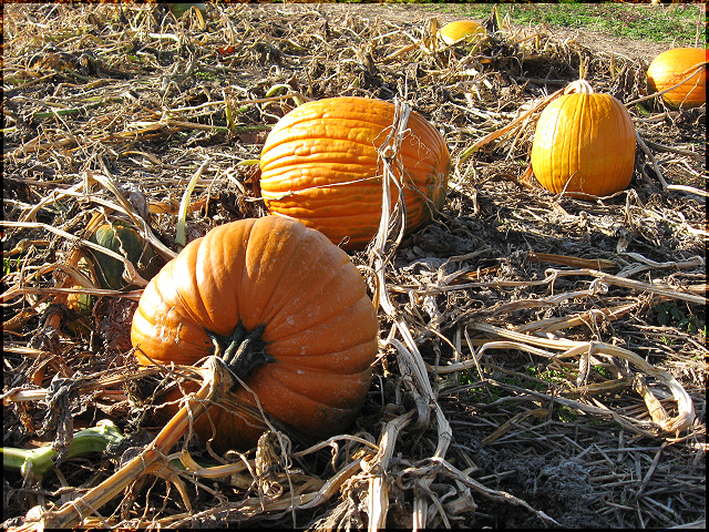 Pumpkin Patch