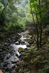 Forest Stream